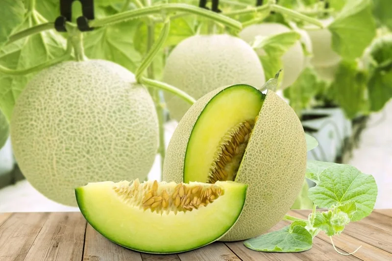 dua luoi bao nhieu calo thuc don giam can khoa hoc cung dua luoi